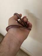 Image of Beaked Blind Snake