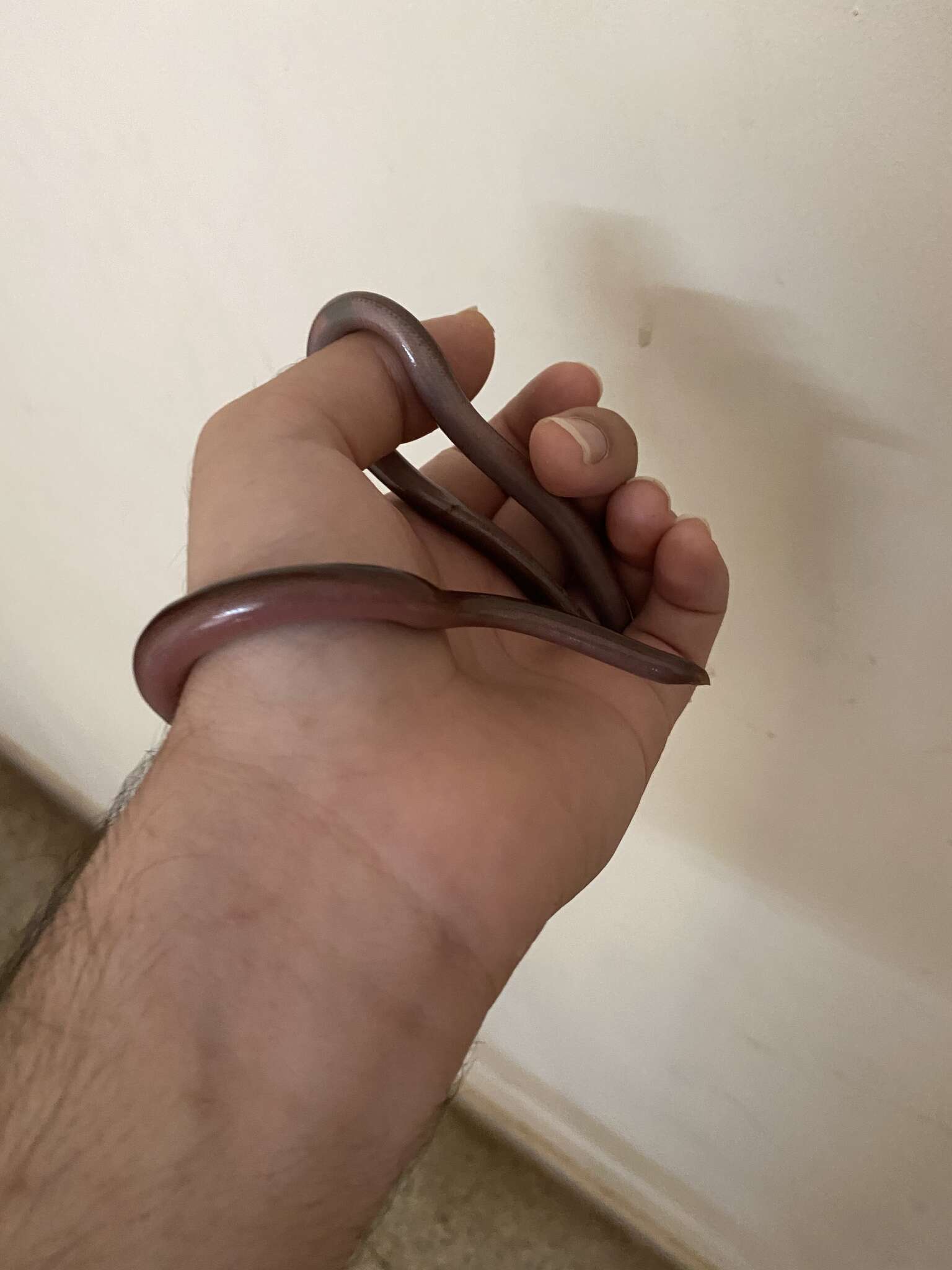 Image of Beaked Blind Snake