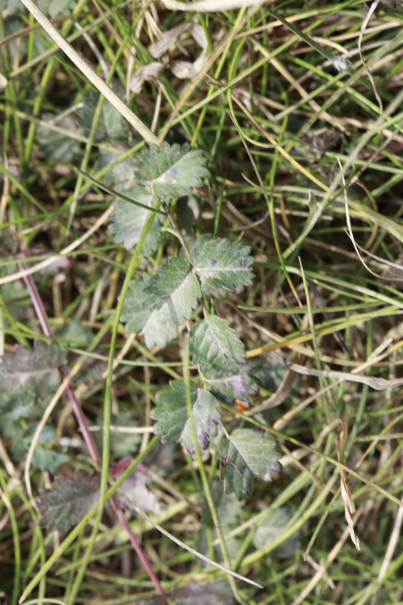 Image of Podosphaera ferruginea (Schltdl.) U. Braun & S. Takam. 2000