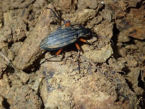 Sivun Carabus (Ctenocarabus) galicianus Gory 1839 kuva