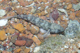 Image of Ornate goby