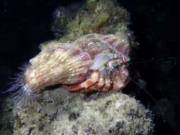 Image of jeweled anemone hermit