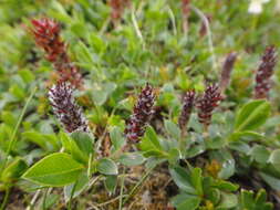 Image of Salix alpina Scop.