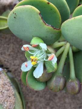 Image of Tetraena stapfii (Schinz) Beier & Thulin