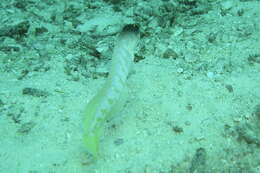 Image of Goldspecs jawfish