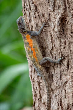 Image of Agama mucosoensis Hellmich 1957