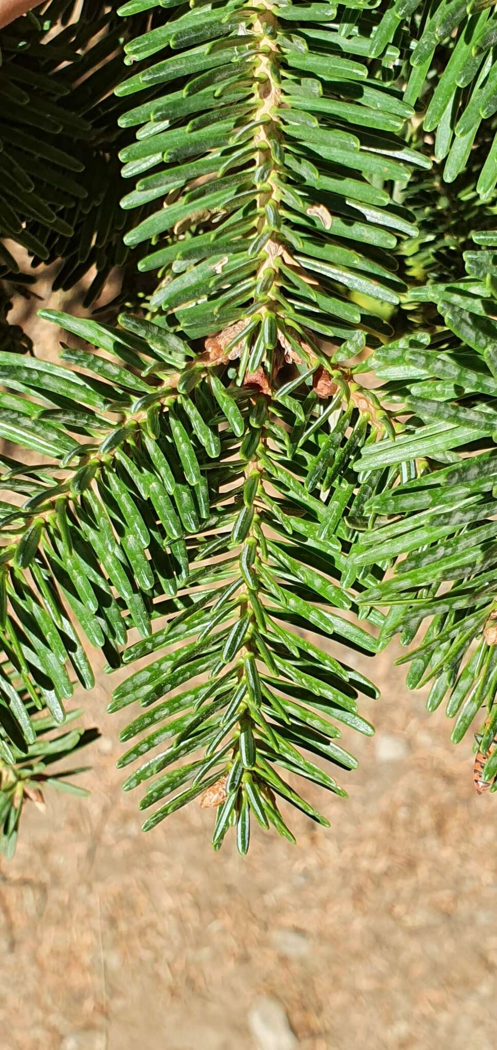 Image of Algerian Fir