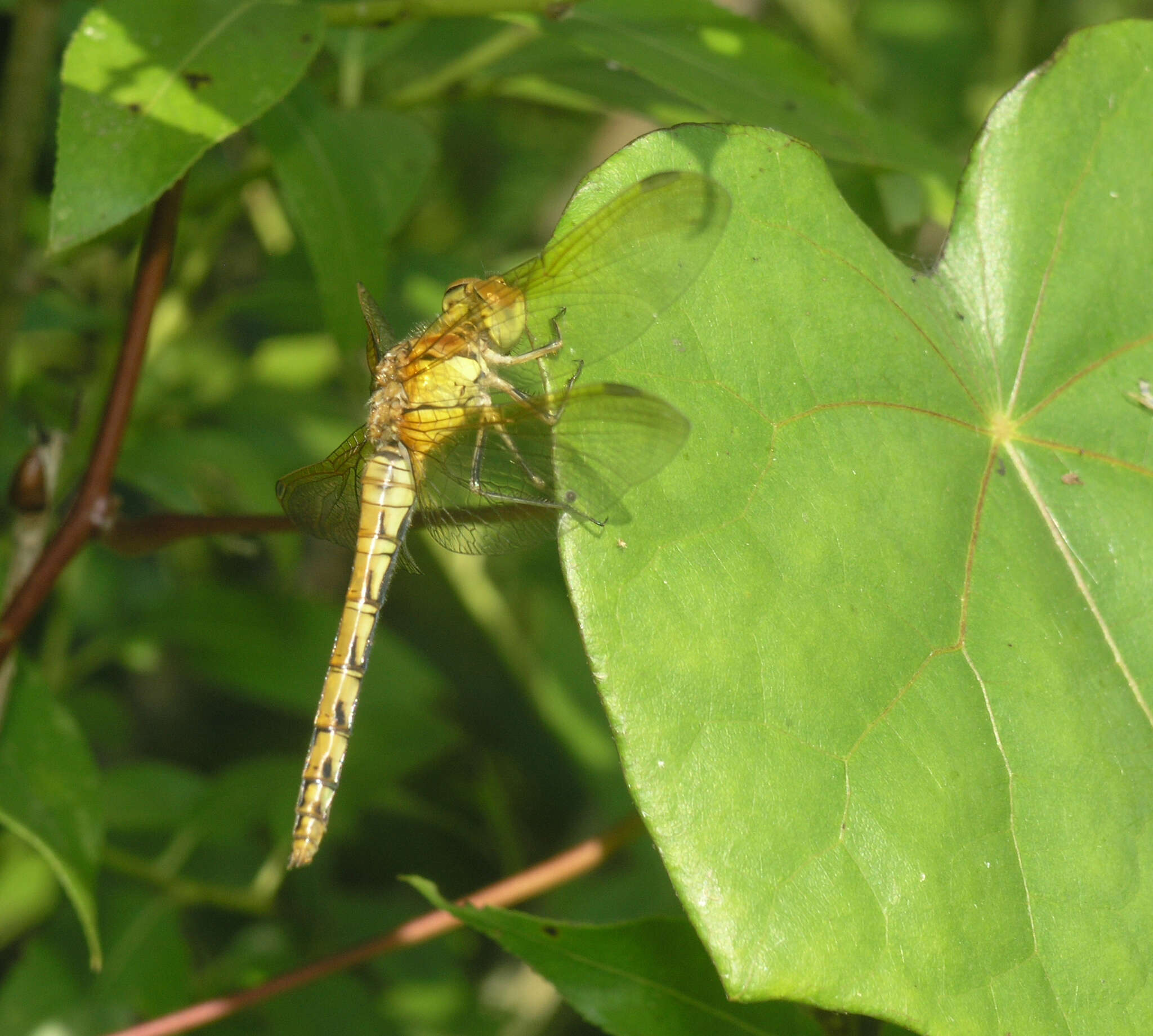 Image of <i>Sympetrum striolatum imitoides</i> Bartenef 1919