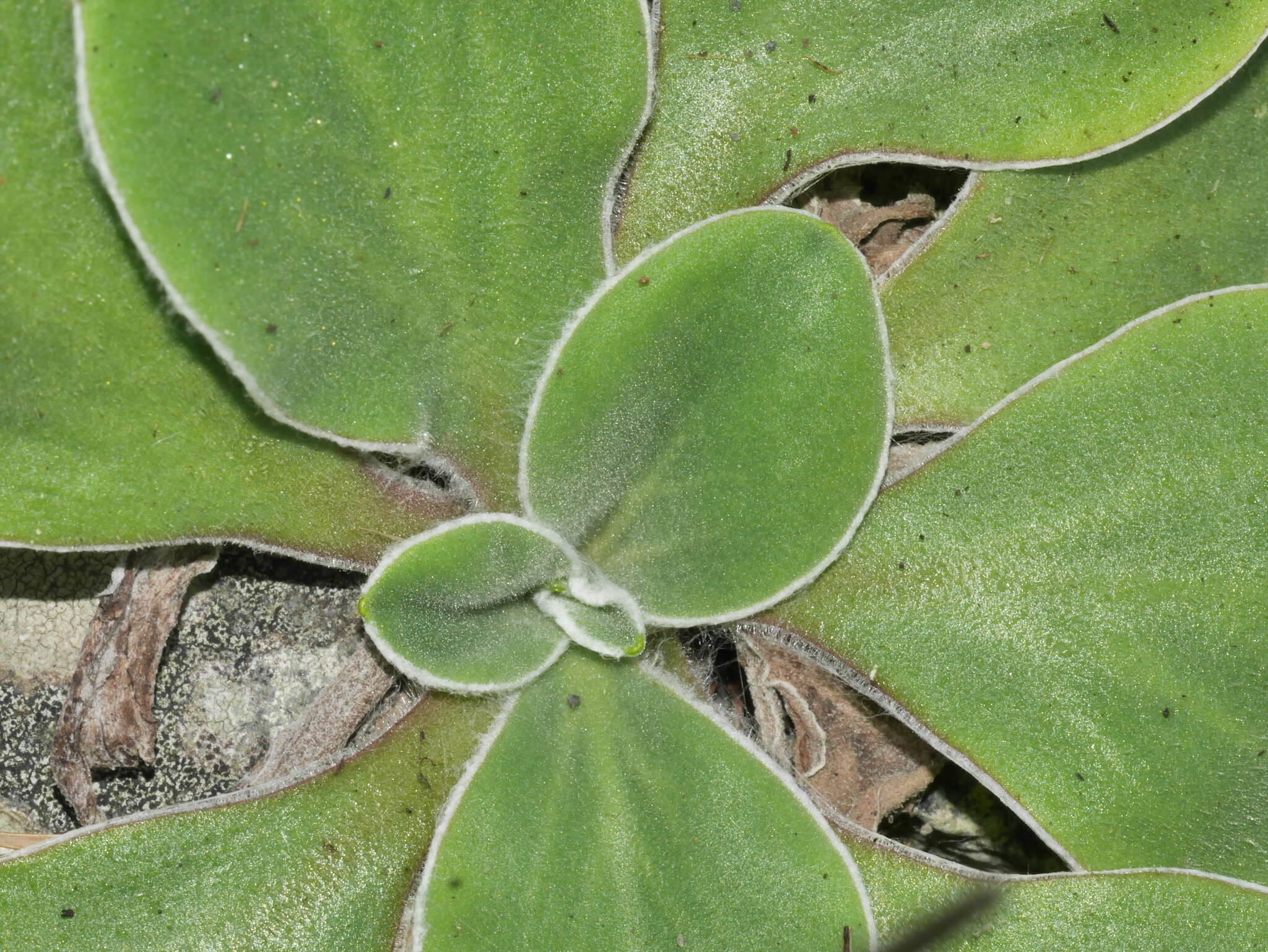 Image of Craspedia uniflora var. grandis Allan