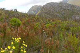 Image of Euryops pinnatipartitus (DC.) B. Nordenst.