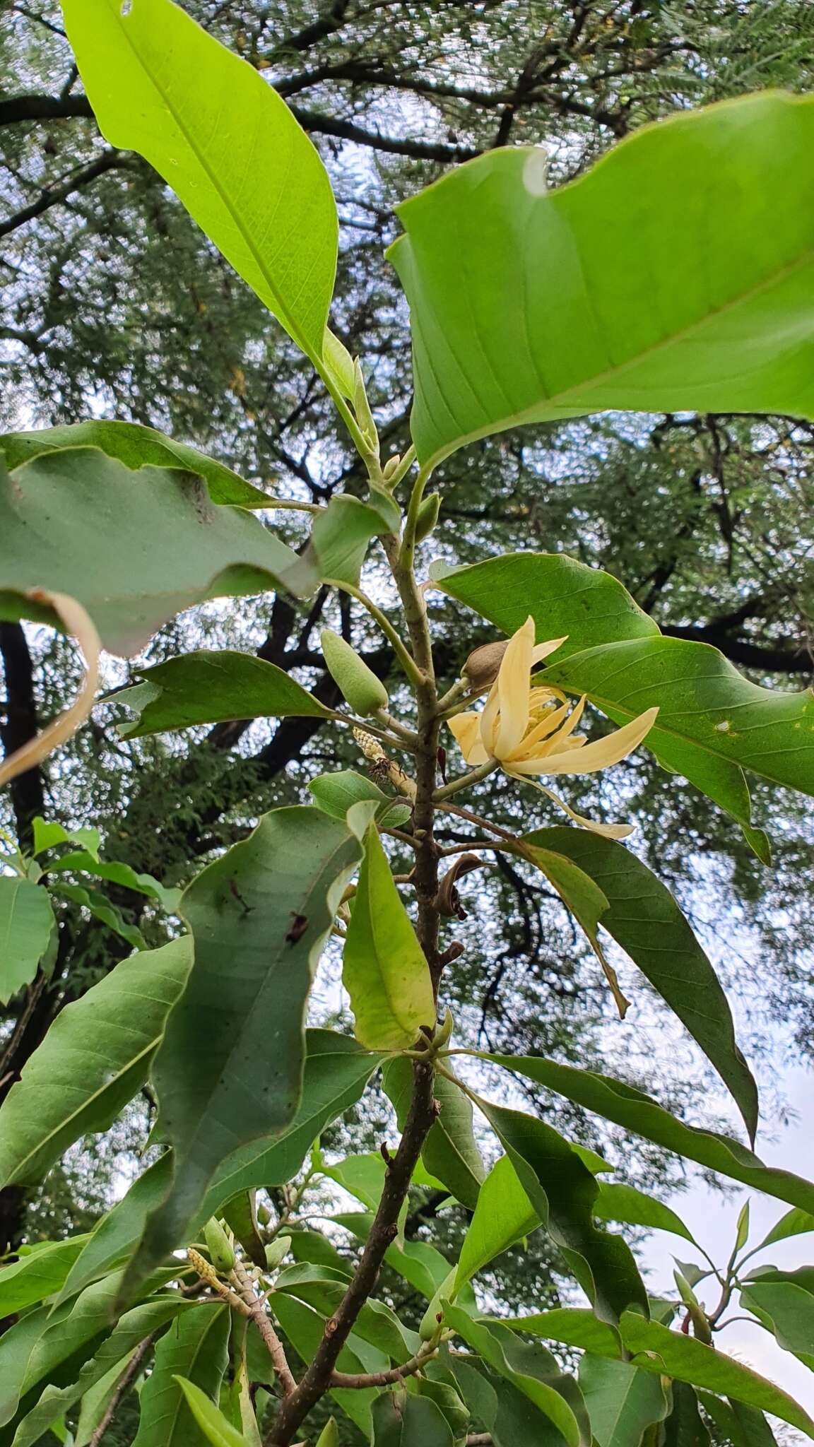 Imagem de Magnolia champaca (L.) Baill. ex Pierre