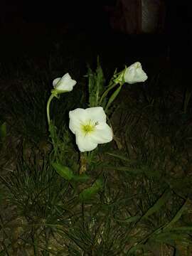 Image of <i>Oenothera centaurifolia</i>