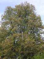 Image of Tilia amurensis var. sibirica (Fisch. ex Bayer) Y. C. Zhu