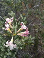 Image of streaked maiden