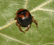 Image of Bolbocerosoma lepidissimum Brown 1928