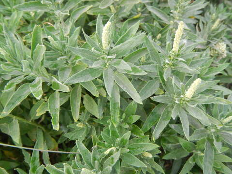 Image of Russian pigweed