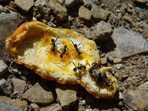 Aphaenogaster senilis Mayr 1853的圖片