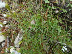 Image de Heliosperma pusillum (Waldst. & Kit.) Rchb.