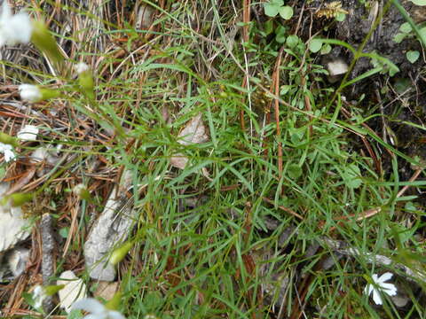 Image of Heliosperma pusillum (Waldst. & Kit.) Rchb.