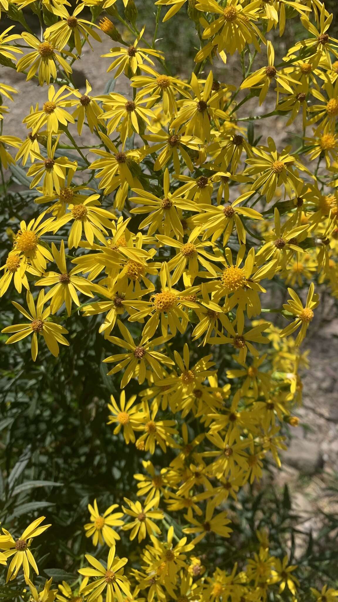 Sivun Senecio rudbeckiifolius Meyen & Walp. kuva