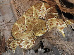 Image of Basilisk Rattlesnake