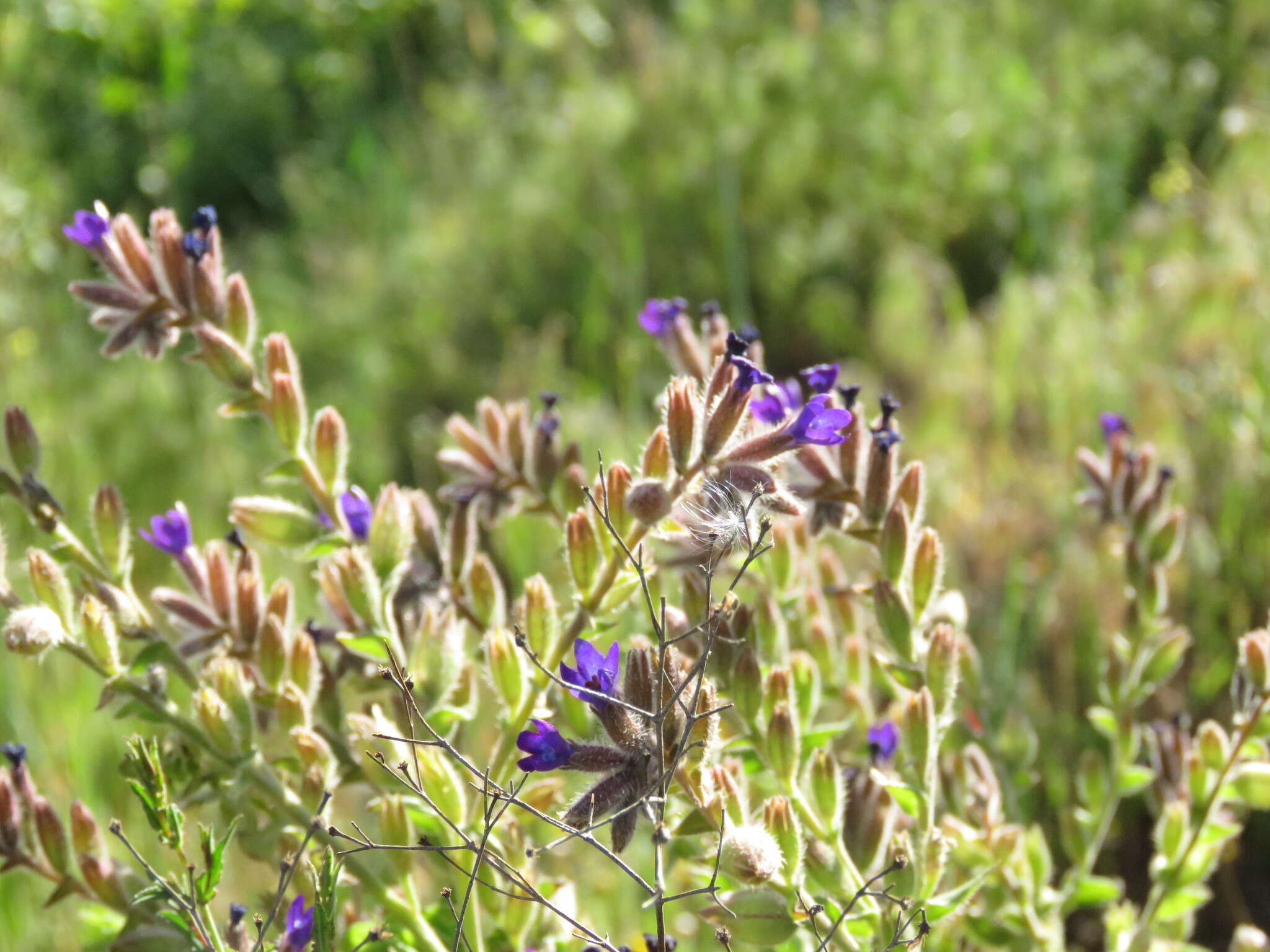 Image of Anchusa undulata L.