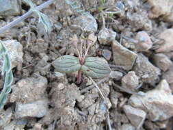 <i>Claytonia obovata</i> resmi