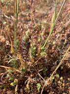 Image of San Diego pepperweed