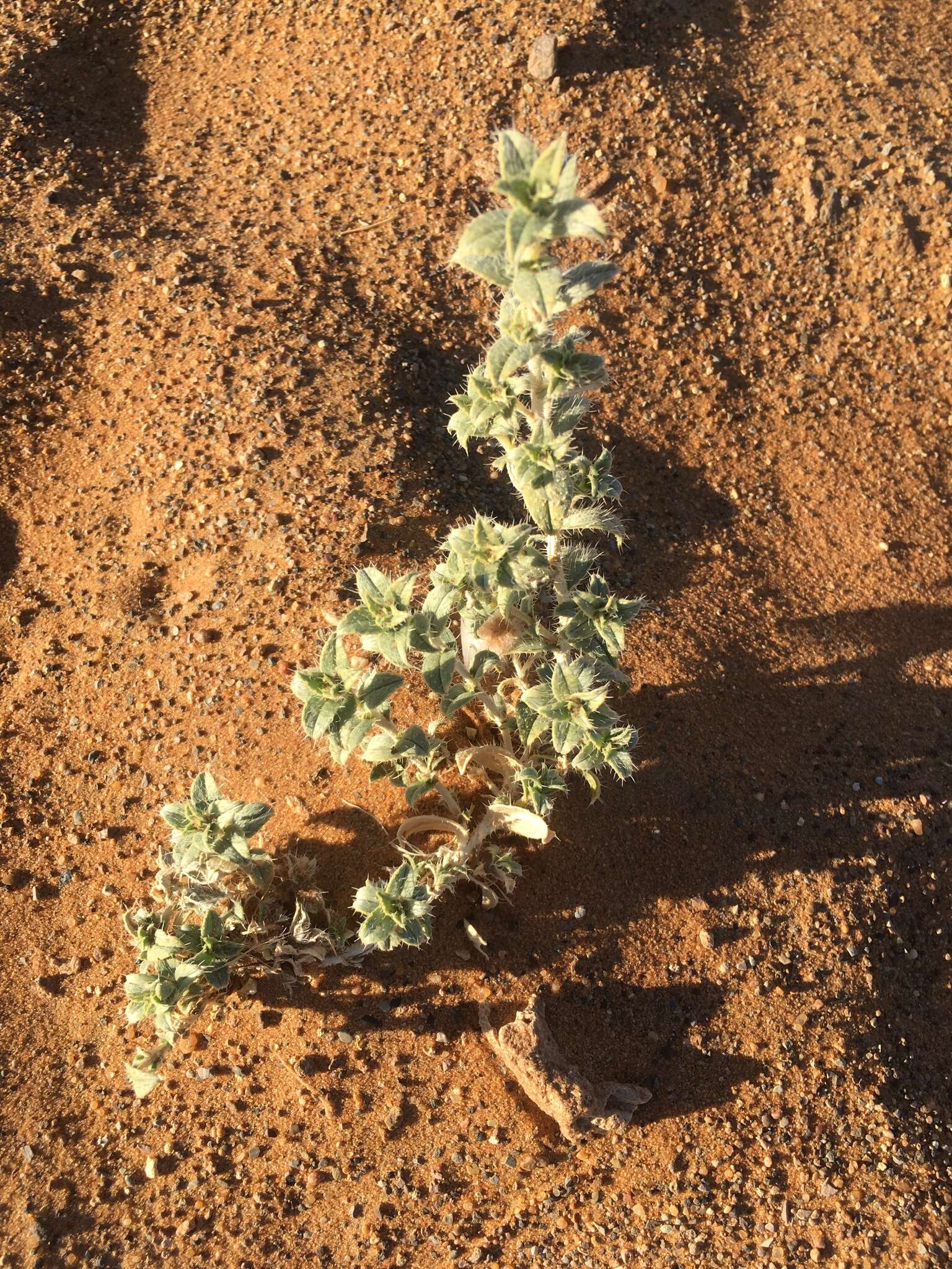 Слика од Moltkiopsis ciliata (Forsk.) I. M. Johnst.