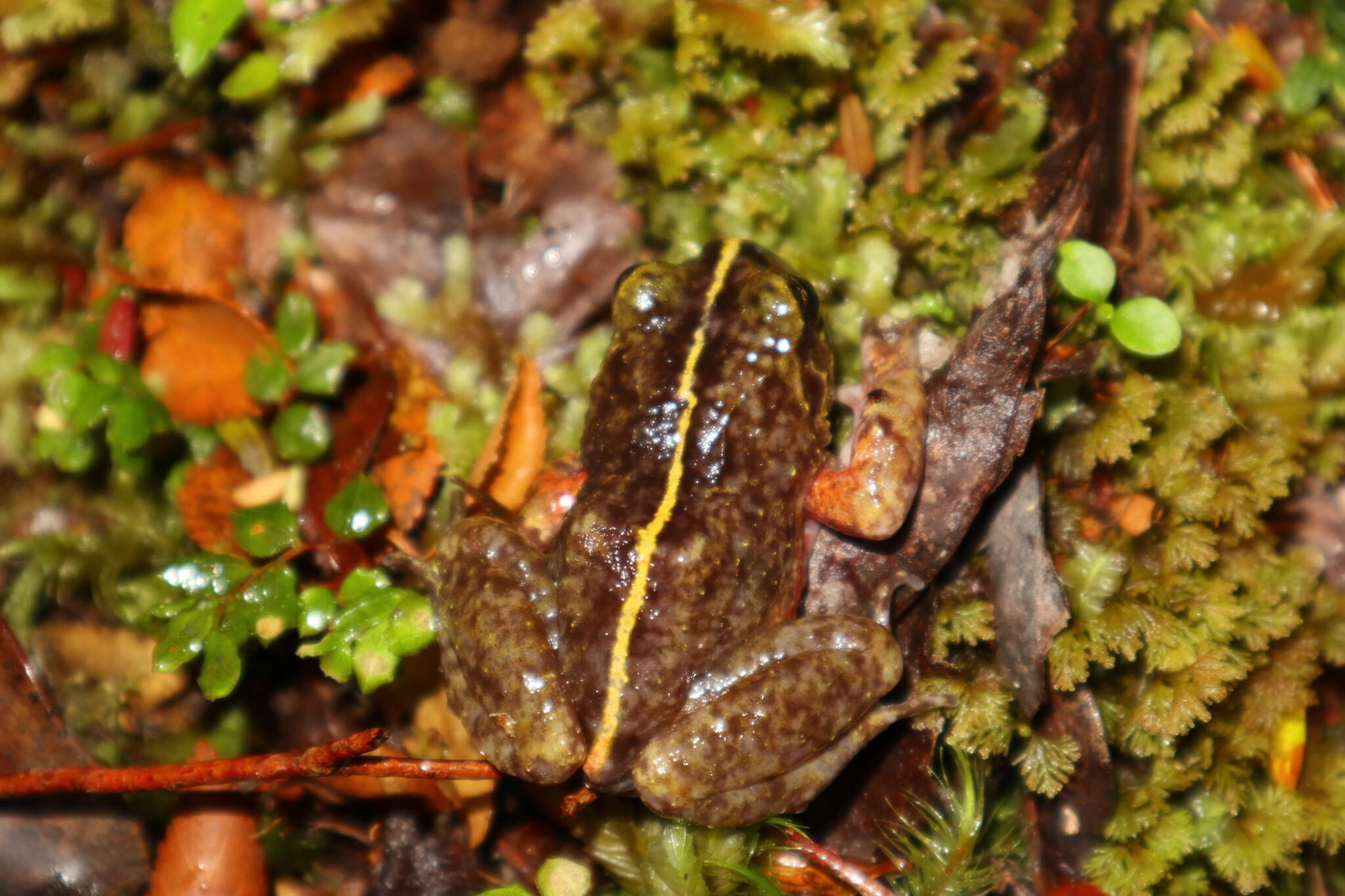 Image of Emilio's Ground Frog