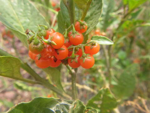 Image de Solanum corymbosum Jacq.