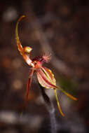 Caladenia plicata Fitzg.的圖片