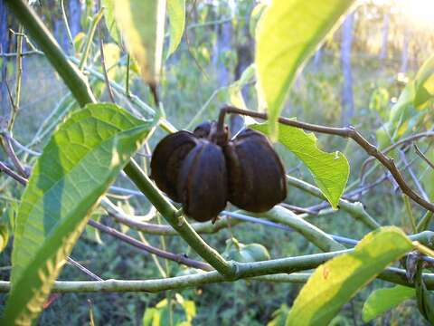 صورة Plukenetia volubilis L.