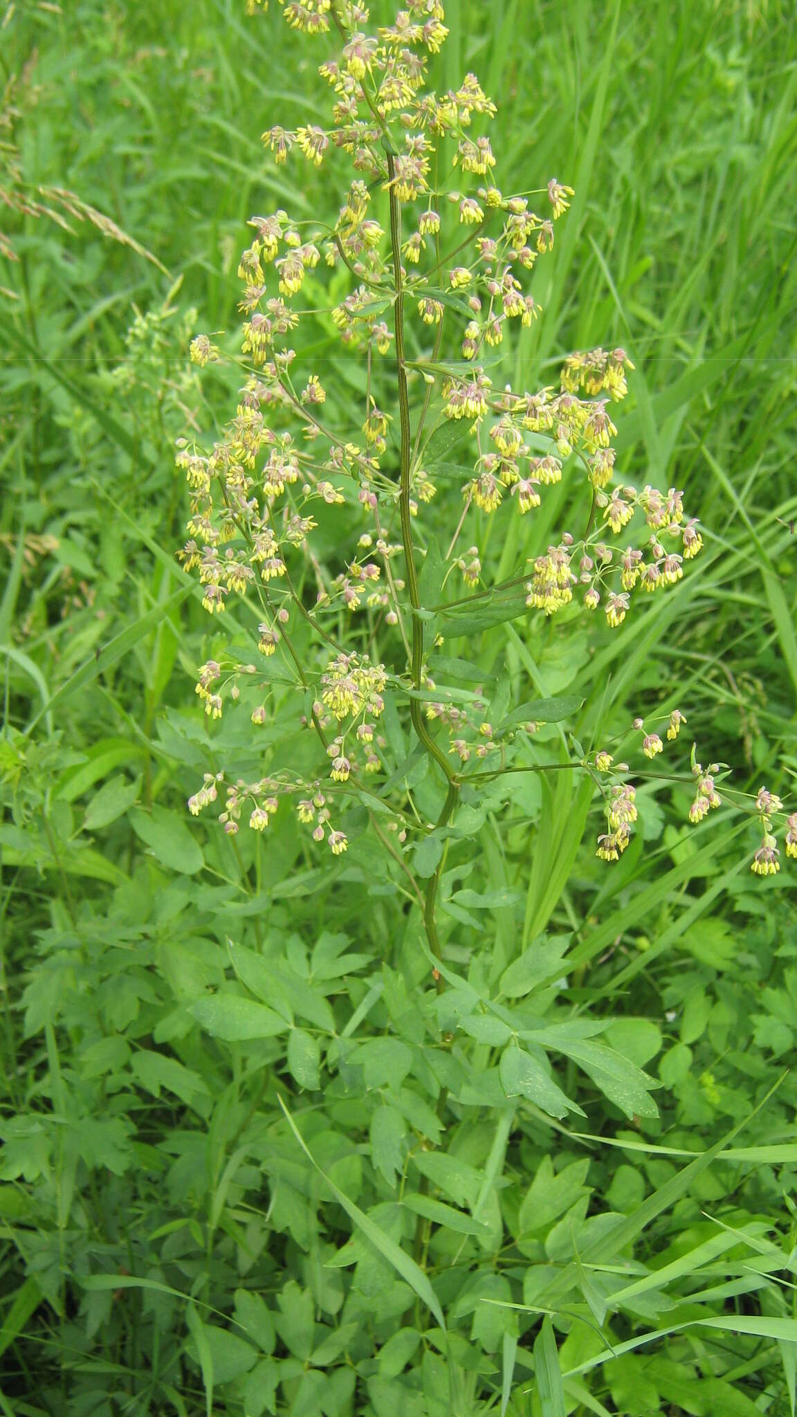 Image of Thalictrum simplex L.