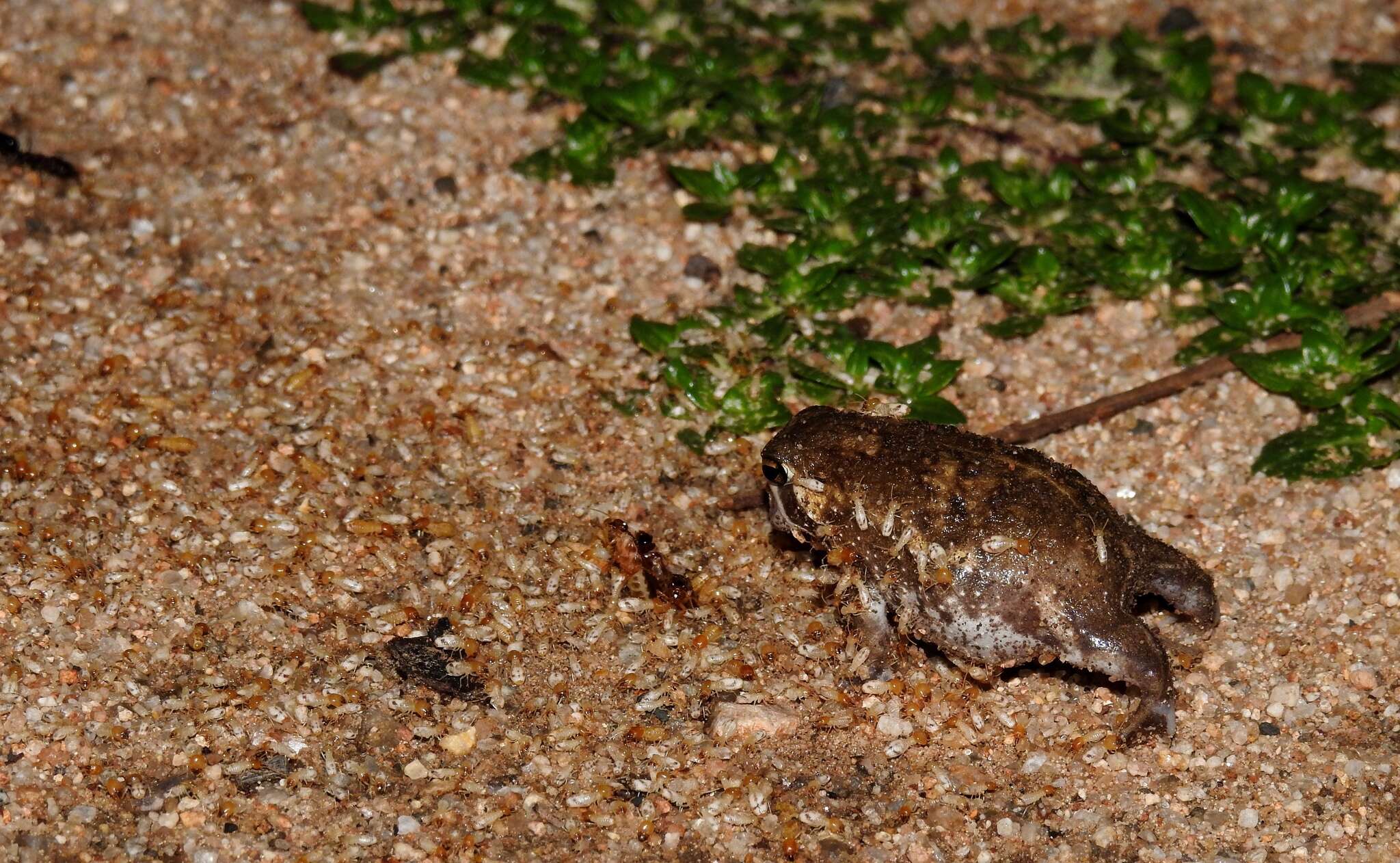 Image of Common Rain Frog