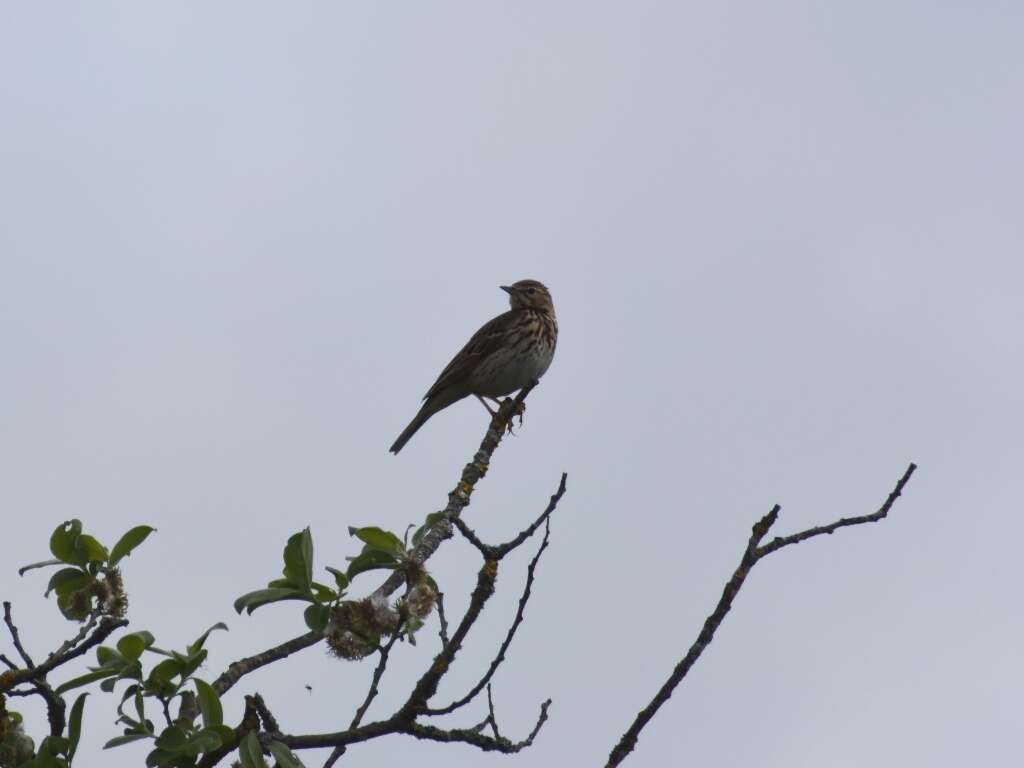 Image of Tree Pipit