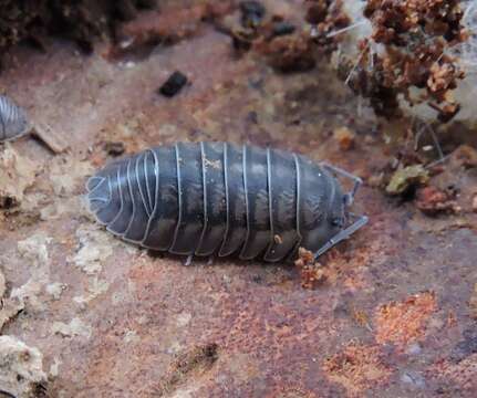 Image of Isopod