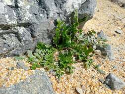 Image of Lepidium tenuicaule Kirk