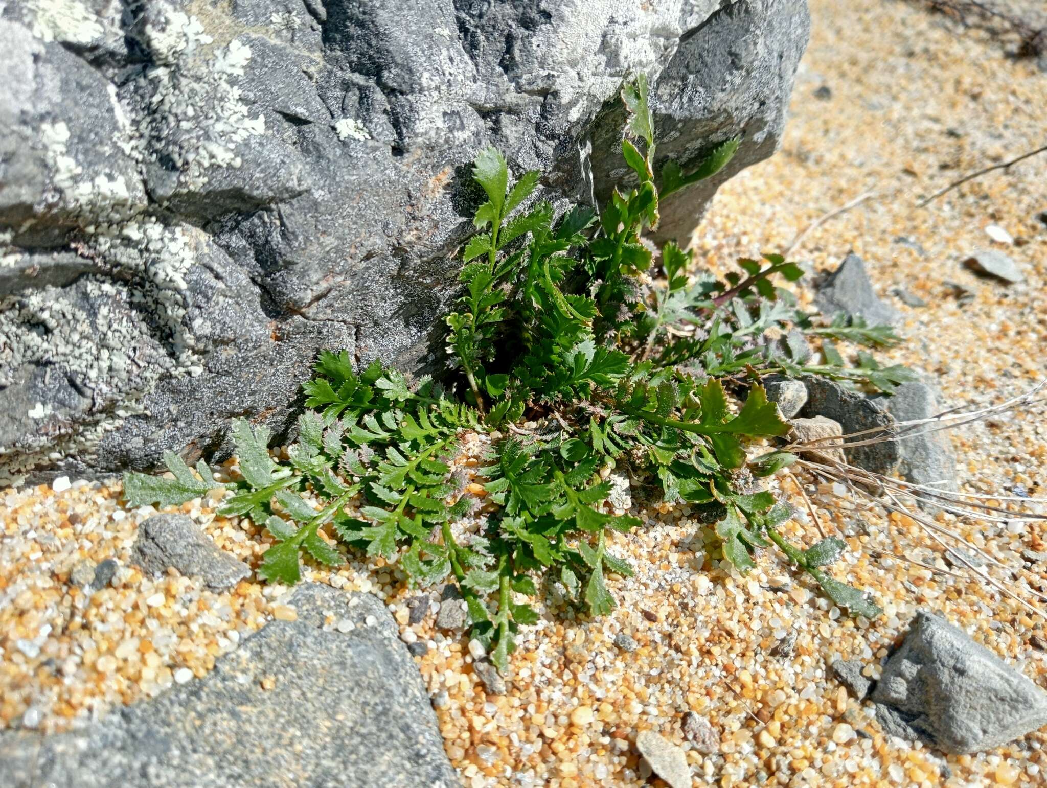 Sivun Lepidium tenuicaule Kirk kuva