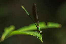 Image of Vestalis gracilis (Rambur 1842)