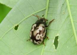 Image of <i>Calligrapha ancoralis</i>