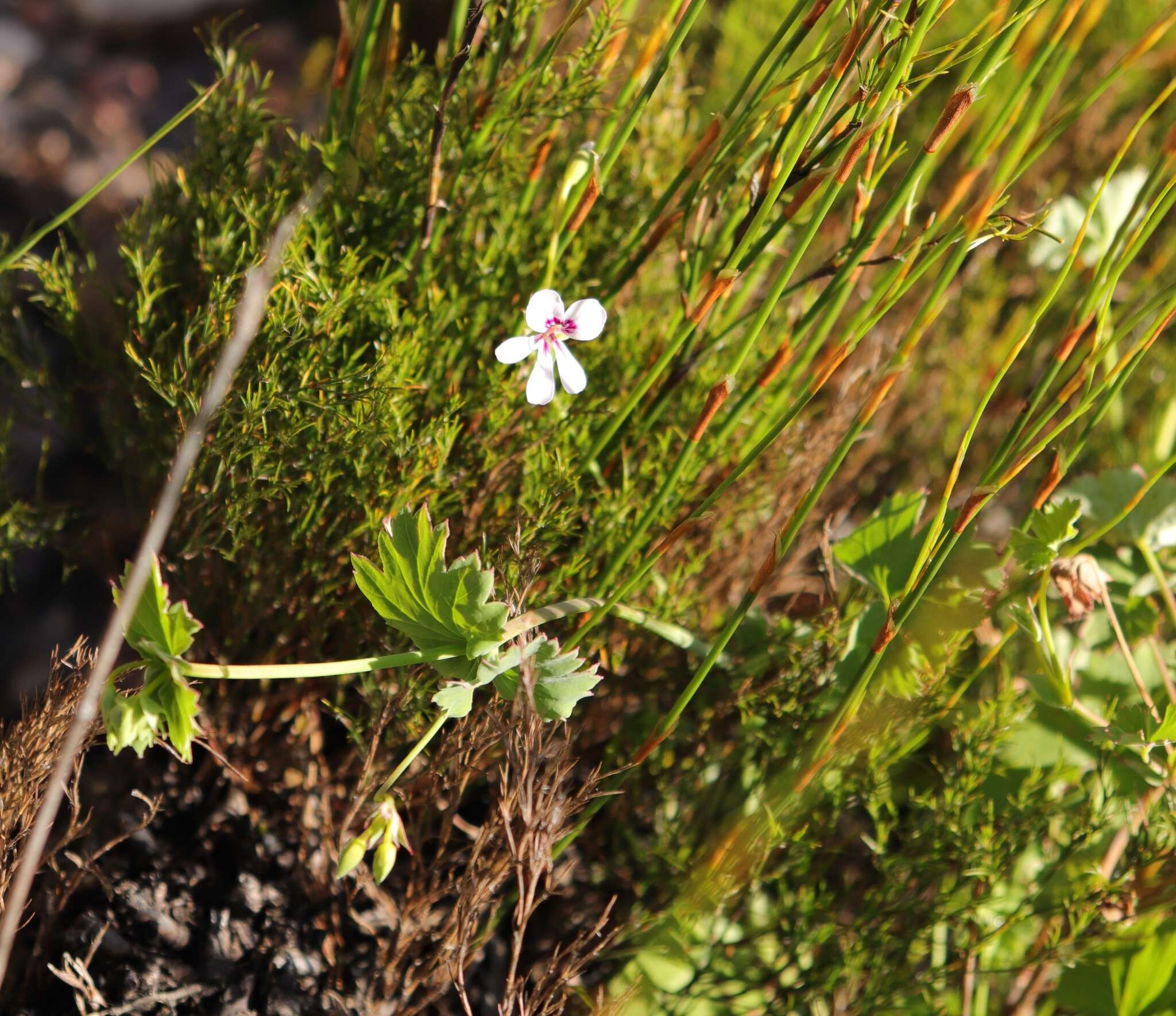 Image of Pelargonium patulum var. patulum