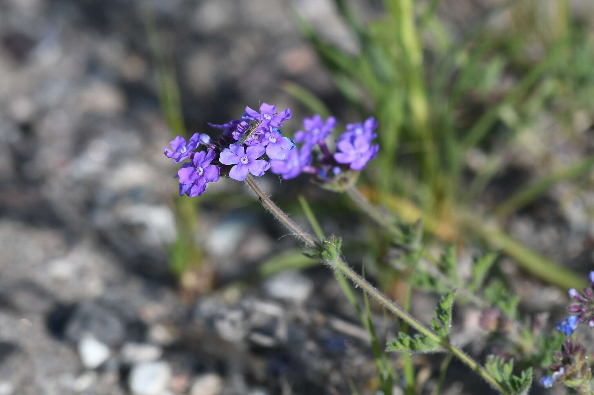 Image of Glandularia venturii (Moldenke) Botta