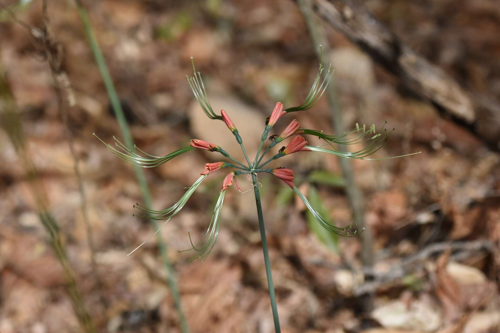 Image of Eucrosia eucrosioides (Herb.) Pax