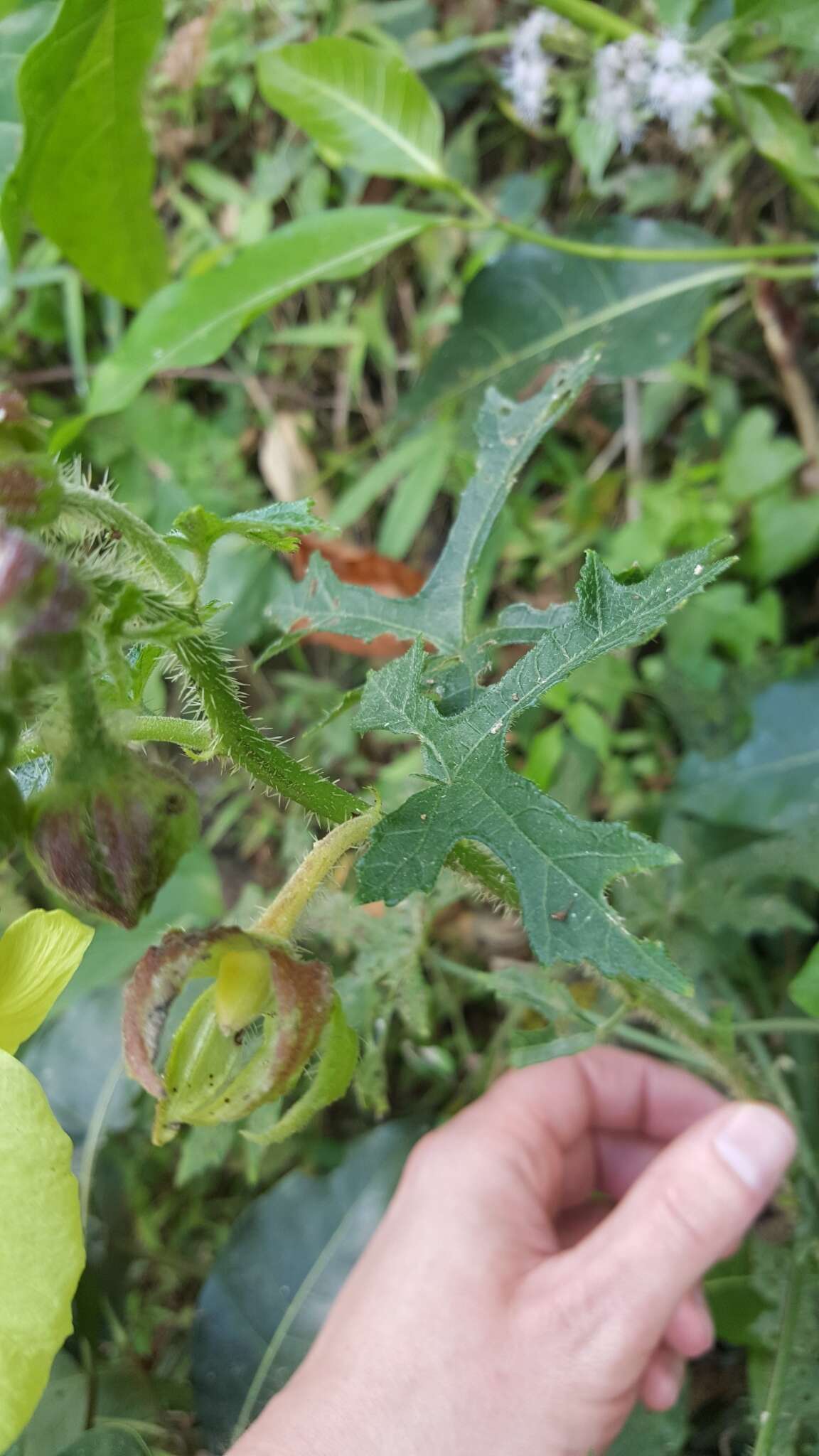 Sivun Hibiscus furcatus Roxb. kuva