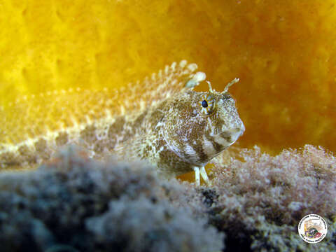 Image of Tentacled Blenny