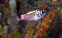 Image of Banda cardinalfish