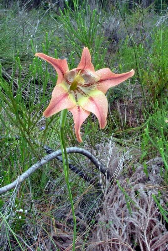 Gladiolus liliaceus Houtt. resmi