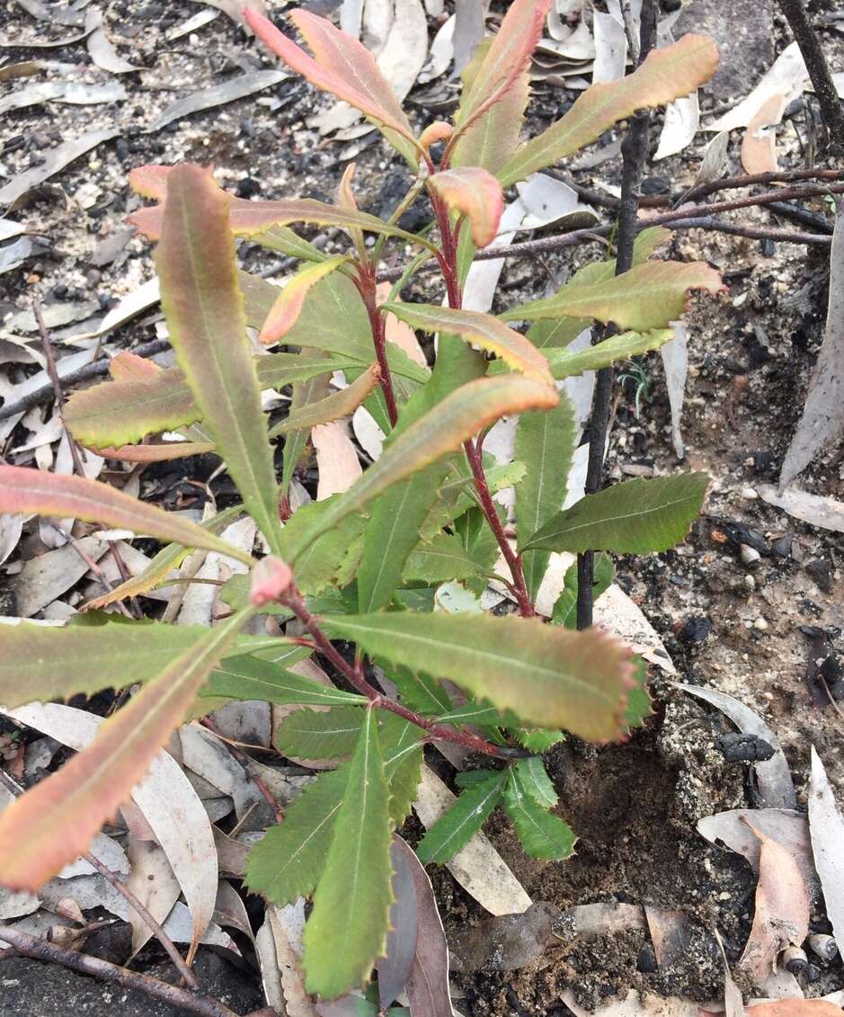 Image of Banksia paludosa R. Br.