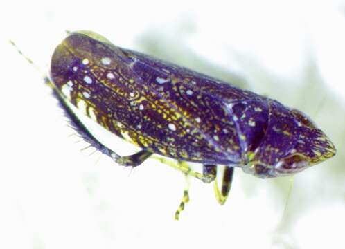 Image of Yellowfaced Leafhopper